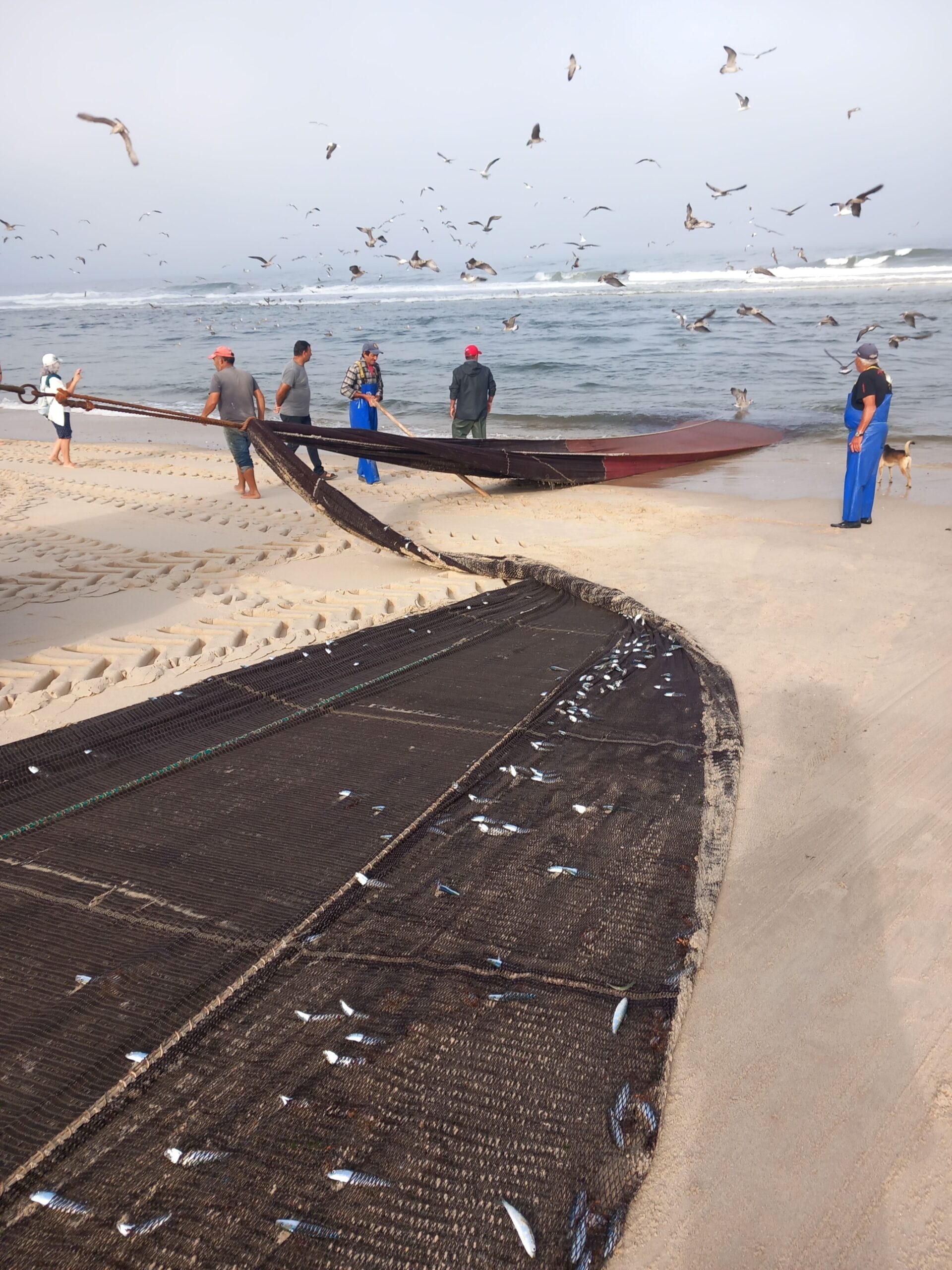 Pilot Mitigation Trials to Reduce Cetacean Bycatch